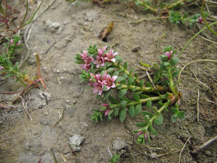 Glaux maritima